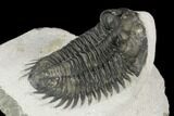 Coltraneia Trilobite Fossil - Huge Faceted Eyes #125129-2